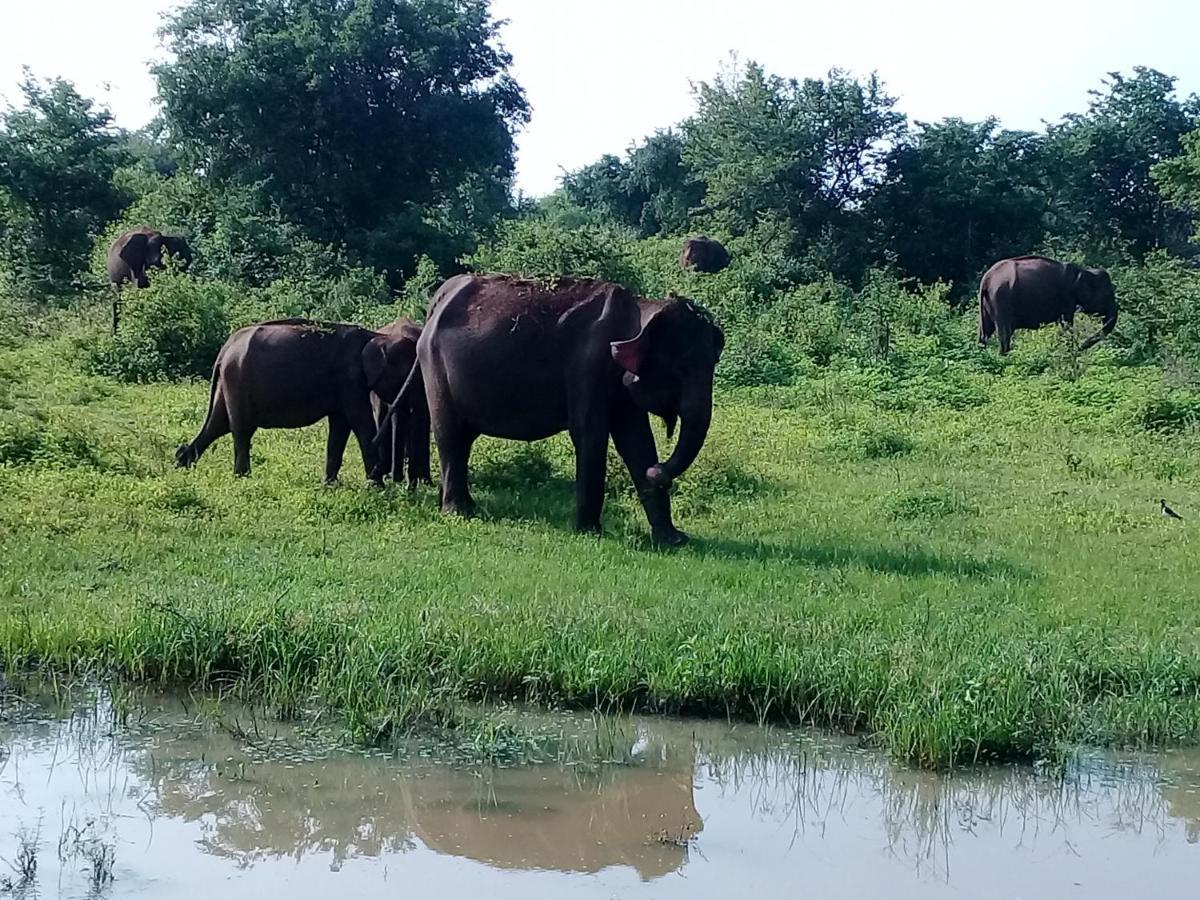 Janu Homestay Тангалле Екстер'єр фото