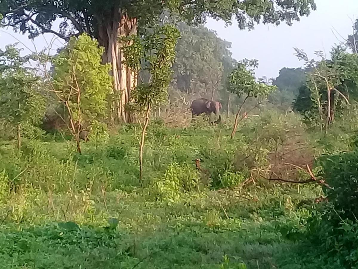 Janu Homestay Тангалле Екстер'єр фото